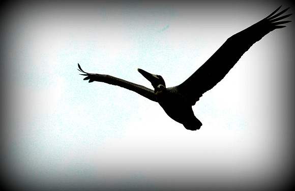 Pelican in Flight
