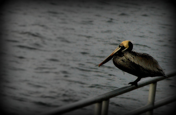 Resting Pelican