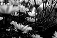 Flowers & Plants